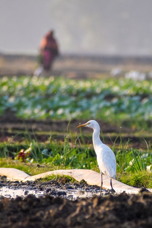 Free A white egret in a rural field with a distant figure, captured during the day. Stock Photo