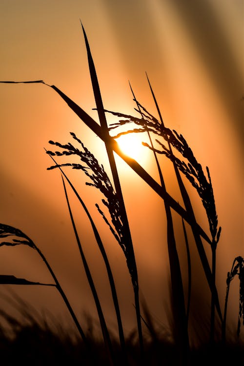 Gratis stockfoto met dageraad, gras, grassprieten