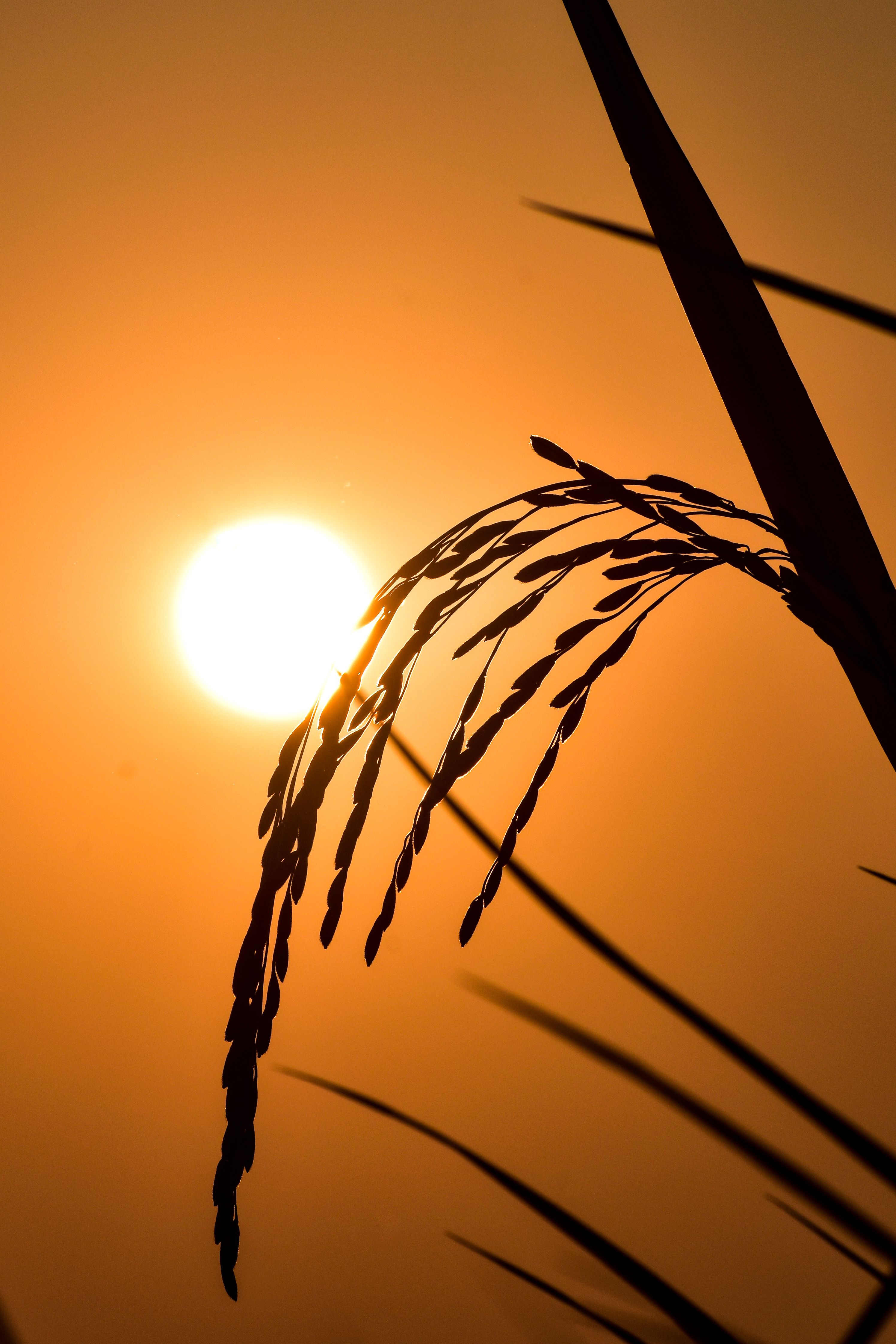Silhouette of Grass on Sunset Sky · Free Stock Photo
