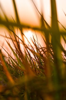 Warm sunlight casting through tall grass blades at sunset.