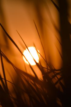 Captivating silhouette of grass with the sun setting in the background, creating a warm and vibrant scene.