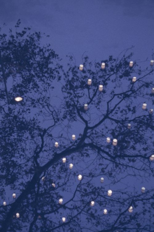 Free Silhouetted tree branches with star-like lights in a dark night reflection. Stock Photo