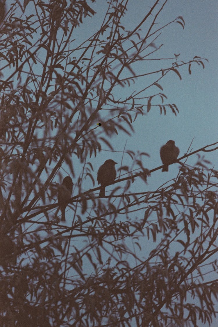 Birds Perching On Leafy Tree