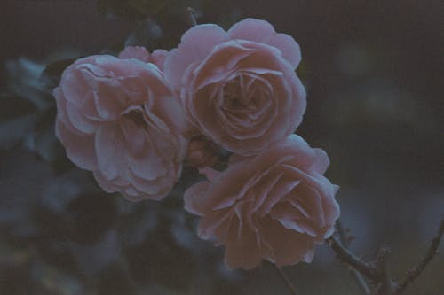 Foto profissional grátis de cor-de-rosa, filial, flor