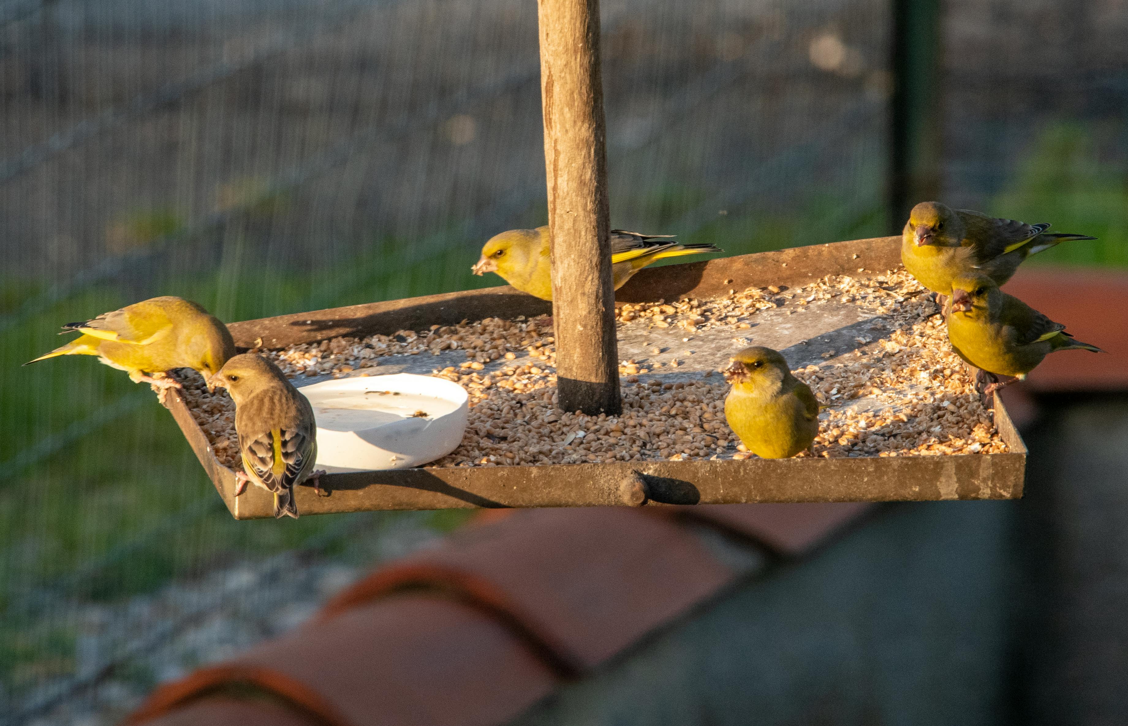 Michel Meuleman fotografi
