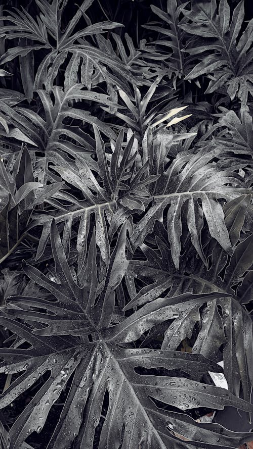 คลังภาพถ่ายฟรี ของ ขาวดำ, ต้นไม้, มอนสเตอร่า