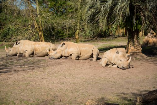 Free Three white rhinoceroses resting peacefully in a sunny, natural habitat. Stock Photo