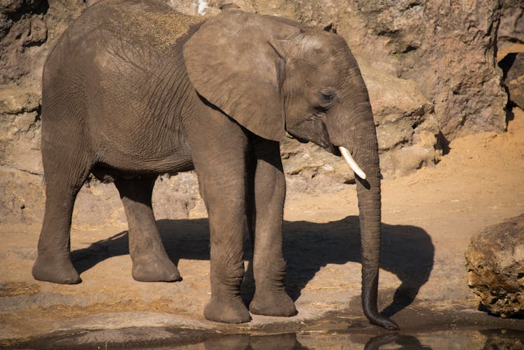 Elephant Near Rocks