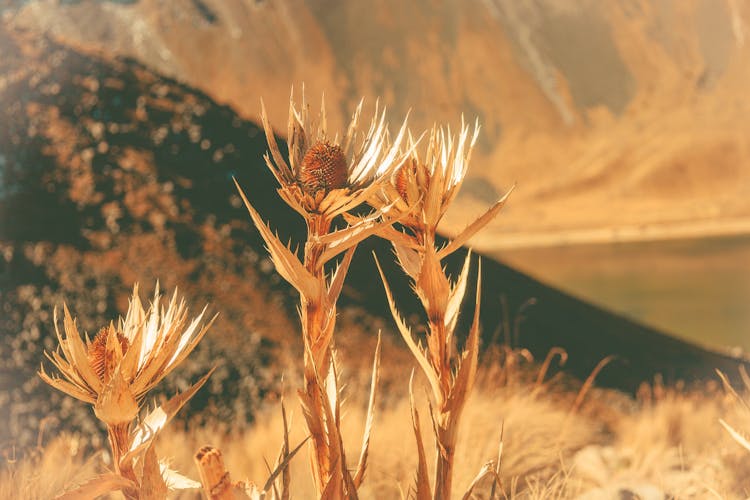 Dry Plants With Thorns