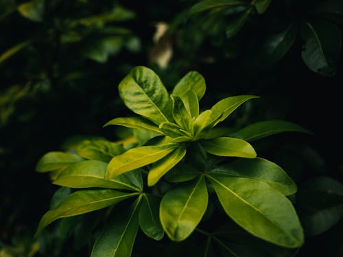 Foto profissional grátis de aumento, botânica, choisya ternata