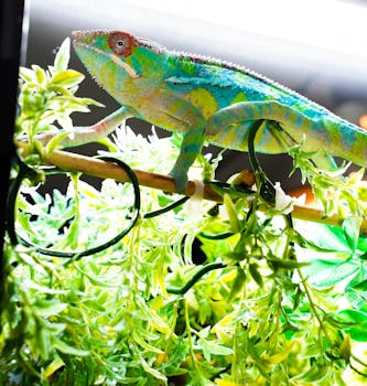 Vibrant panther chameleon displaying its colors among lush greenery.