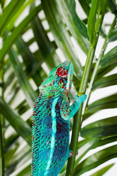 gecko photo