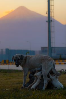 A Kangal dog nursing her puppies in Aralık, Iğdır at sunrise with Mount Ararat in the background.
