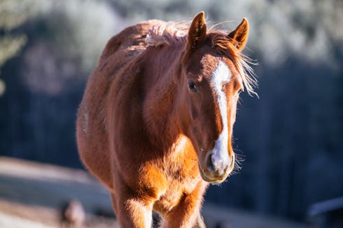 Fotobanka s bezplatnými fotkami na tému hlava koňa, hnedý kôň, hospodárske zviera