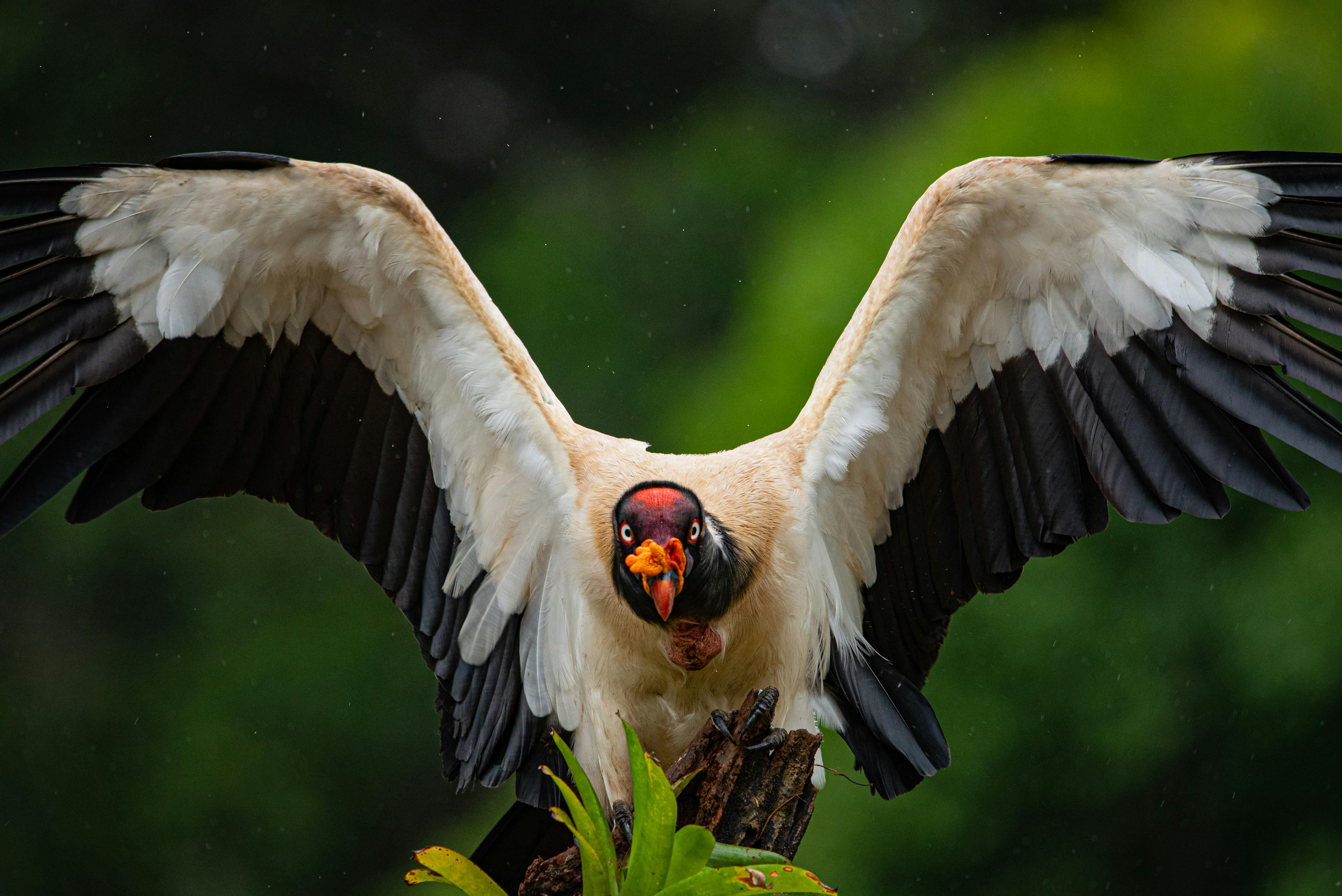 close up of a king vulture
