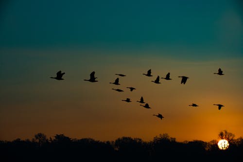 Silhouette of Flying Birds During Sunrise