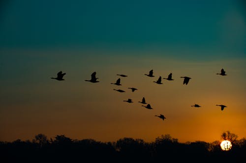 Foto profissional grátis de alvorecer, animal, aviário