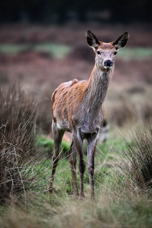 Roe Deer on Meadow