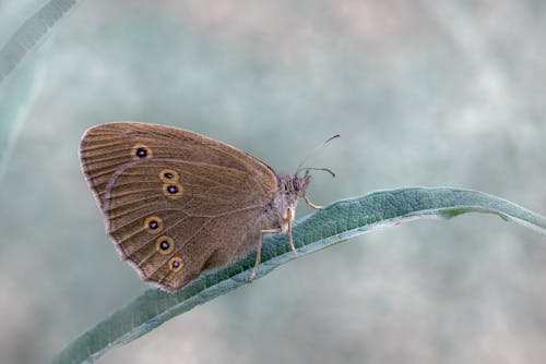 Ingyenes stockfotó állatfotók, antennák, fényképek a vadvilágról témában