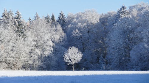 Gratis Fotos de stock gratuitas de arboles, bosque, congelado Foto de stock