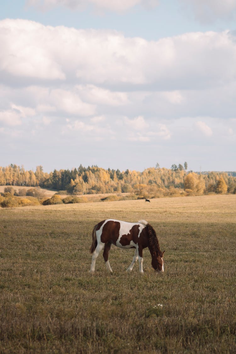 A Horse In A Field