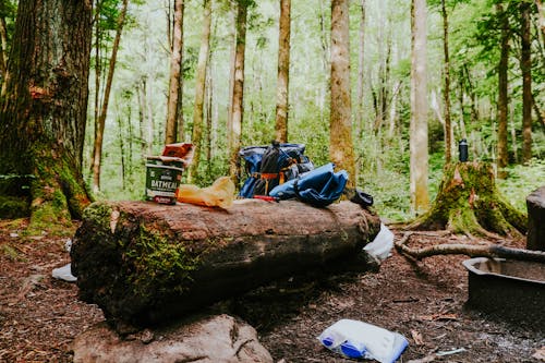 Photos gratuites de arbres, camping, détritus