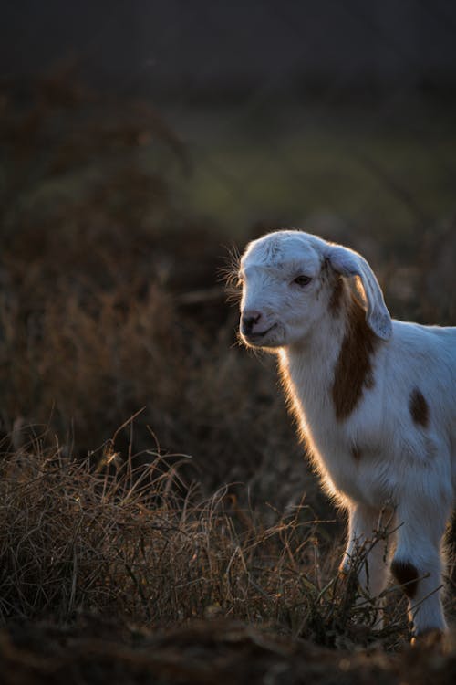 Goat Kid on Grass