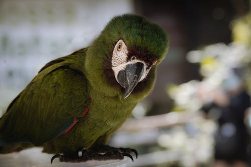 Close-up of Chestnut-fronted Macaw