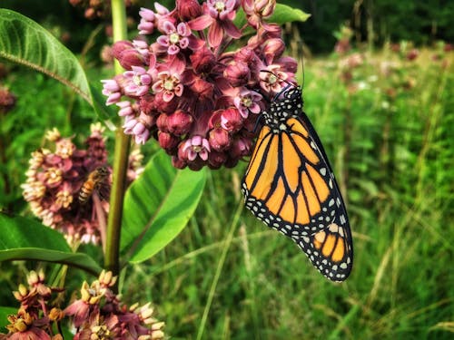 Monarch on Milkweed Flower