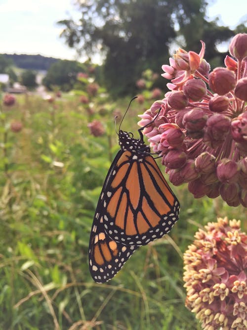 Monarch on Milkweed Flower