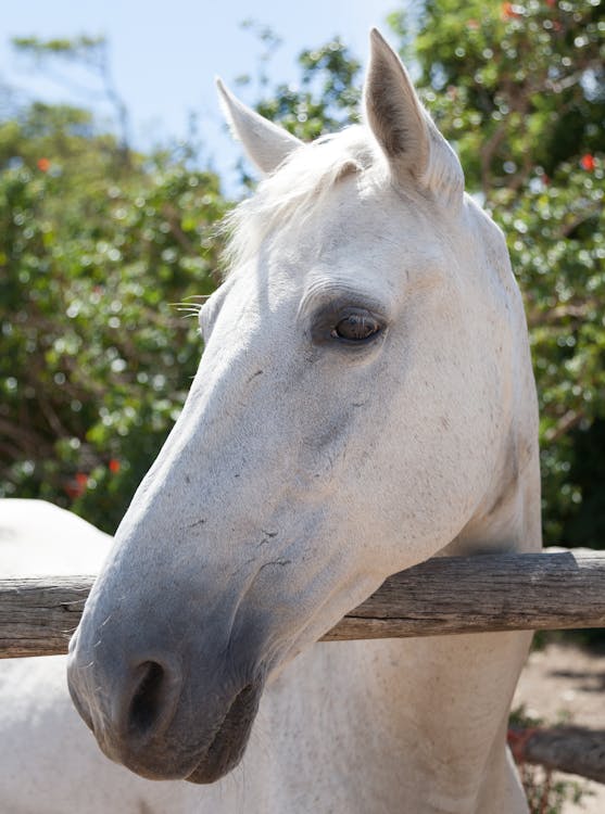Free White Horse  Stock Photo