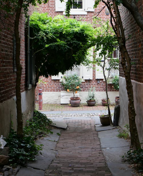 Trees around Narrow Alley in Town