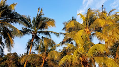 Kokosnussbäume