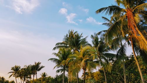 Free Beautiful palm trees under a blue sky, evoking a tropical and serene atmosphere. Stock Photo