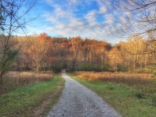 Foto d'estoc gratuïta de arbres, bosc, boscos