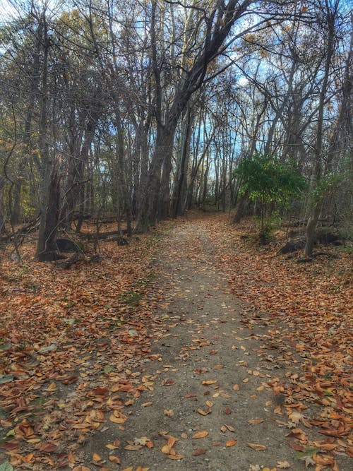 Chestnut Ridge - Metro Park