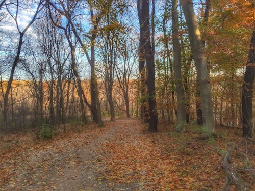 Chestnut Ridge - Metro Park