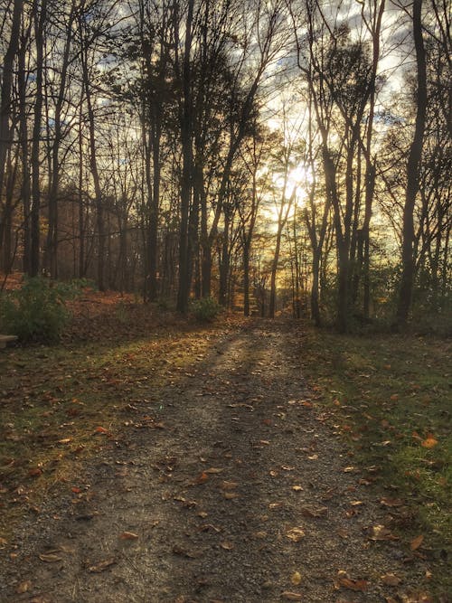 Foto d'estoc gratuïta de arbres, bosc, boscos