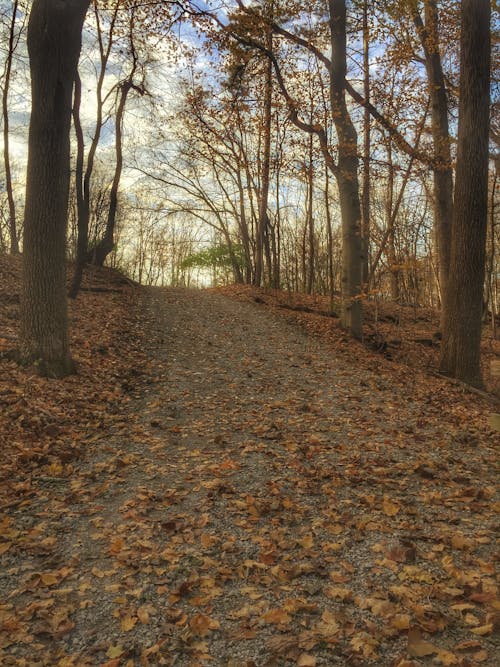 Foto d'estoc gratuïta de arbres, bosc, boscos