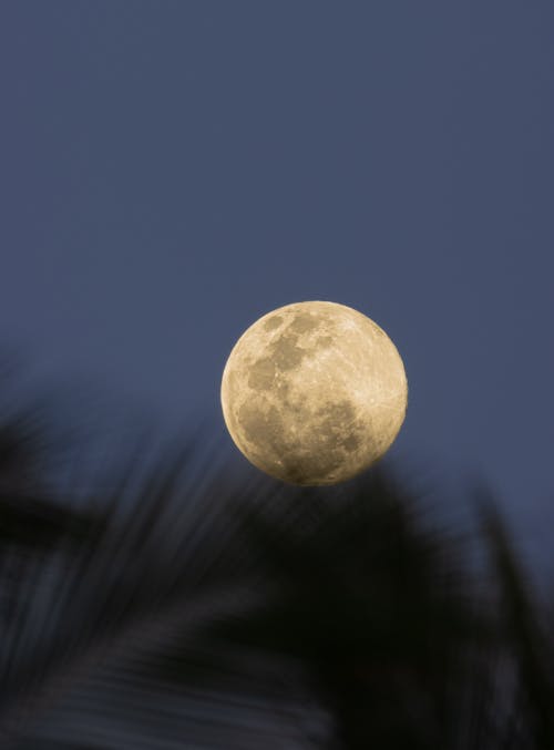 A full moon is seen through palm trees