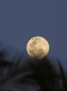 Full moon rising over silhouetted palm fronds in a serene night sky, creating a tranquil scene.