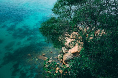 Бесплатное стоковое фото с берег, высокий угол обзора, деревья