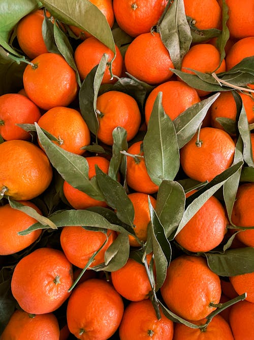 Gratis lagerfoto af appelsin, appelsiner, blade