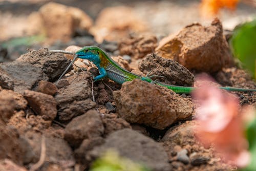 Colorful Exotic Lizard