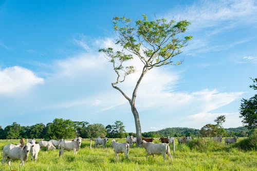 Cows on Green Grass Field