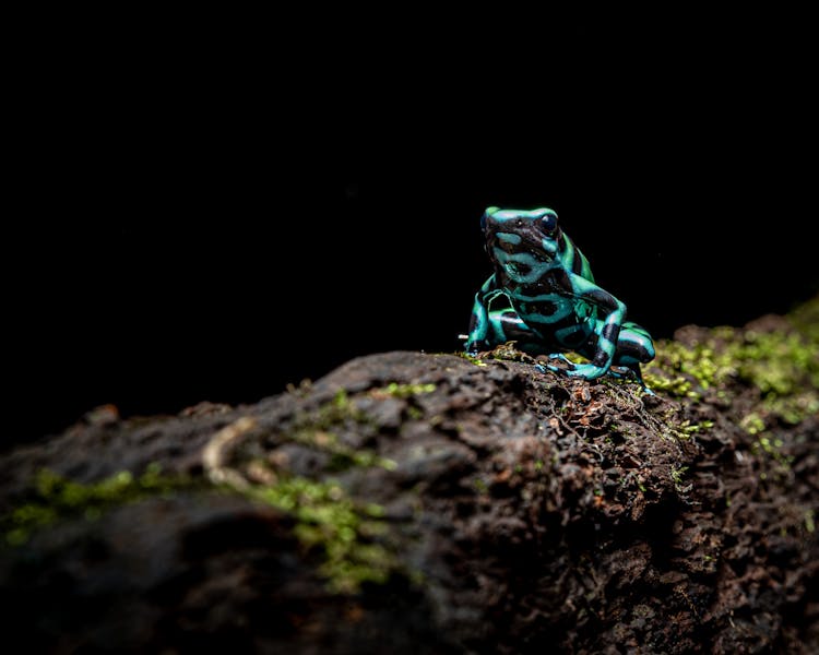 Close Up Of A Lizard On A Rock