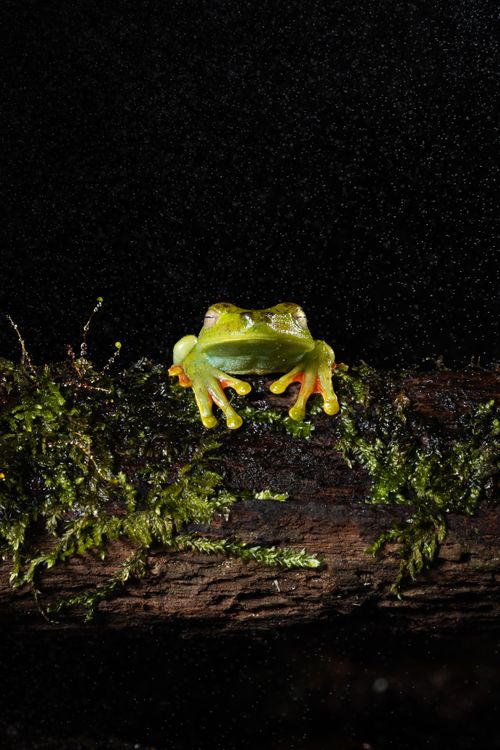 Free Close-up of a red-eyed tree frog on a mossy log in the Costa Rican rainforest. Stock Photo