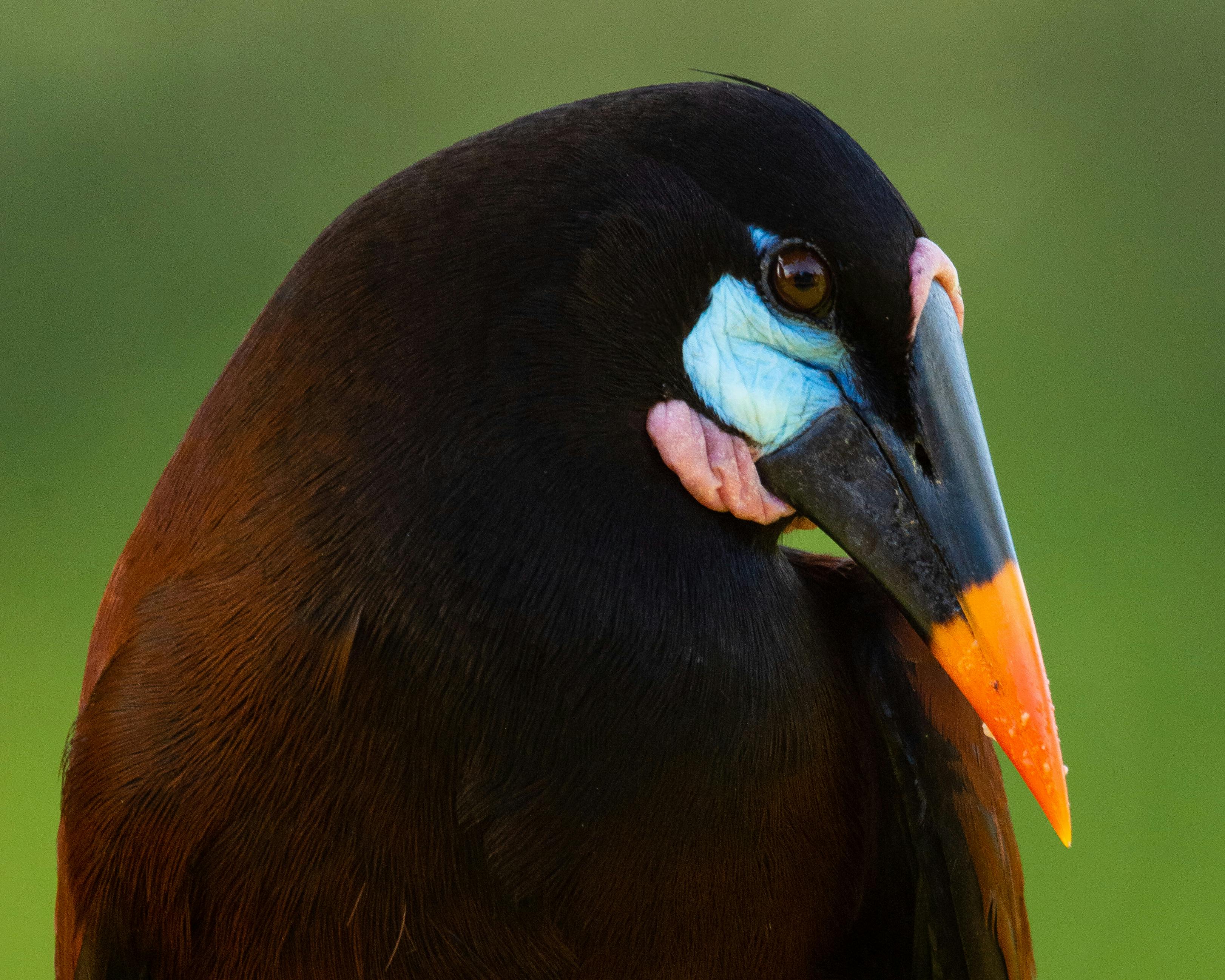 Corcovado National Park Costa Rica Rainforest Beach Wildlife
