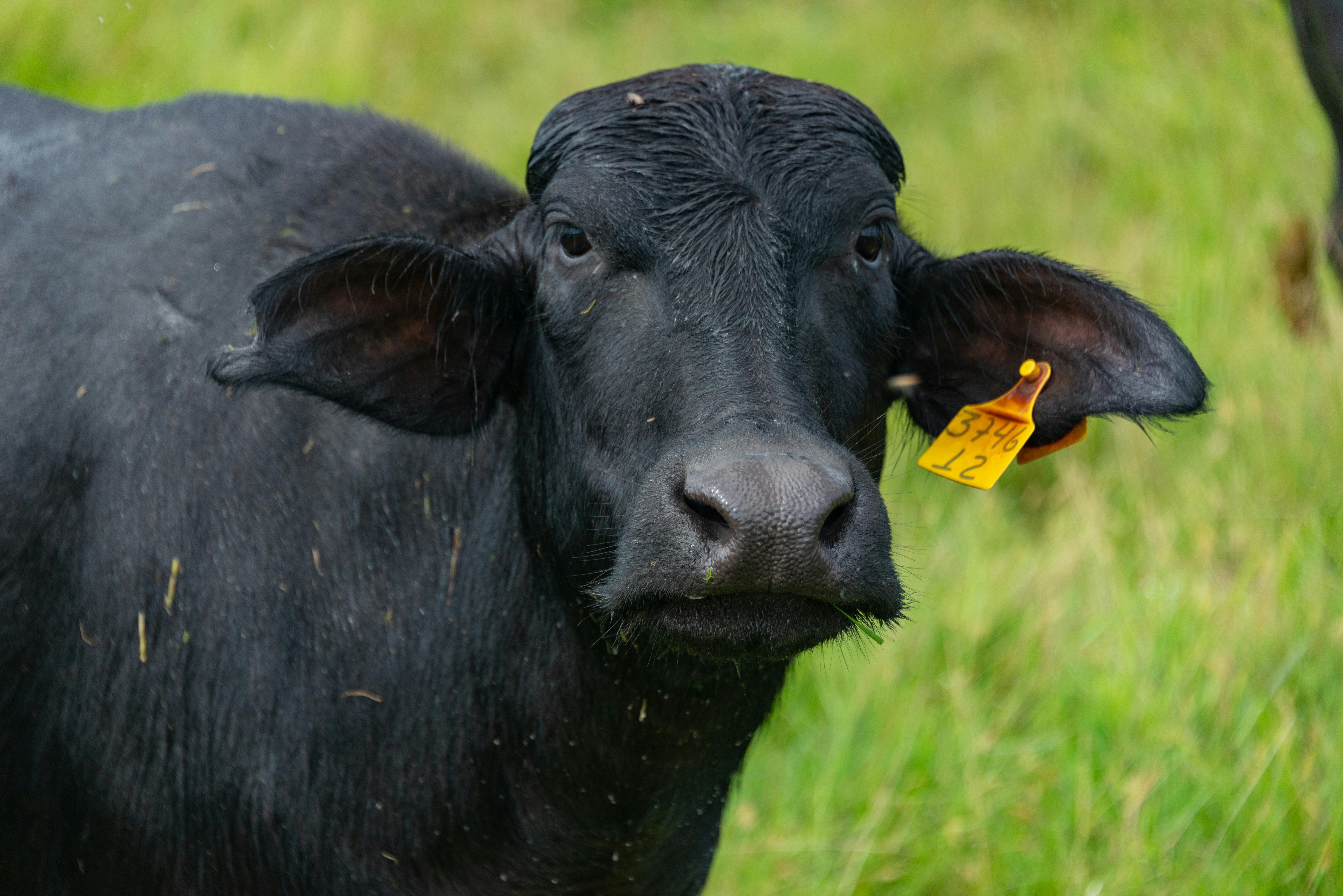 Gratuit Photos gratuites de agricole, agriculture, animal Photos