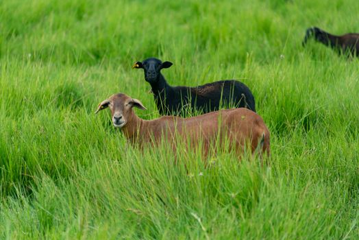 Free stock photo of agriculture, animal, baby